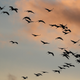 These birds are flying. Other birds have not been so lucky, though!